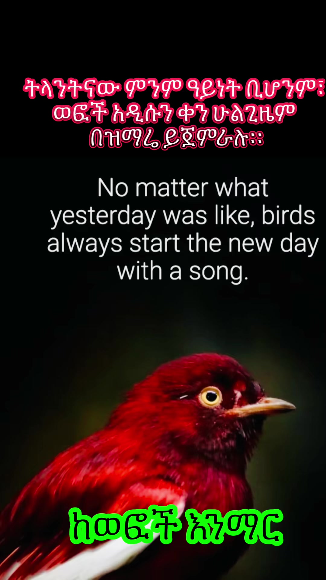 @Nebix (ፍቅር )❤️L