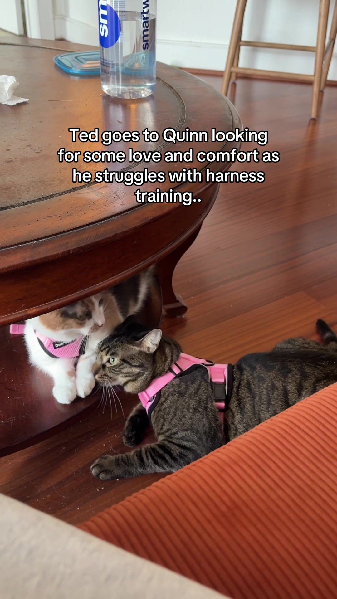 @Quinn The Calico