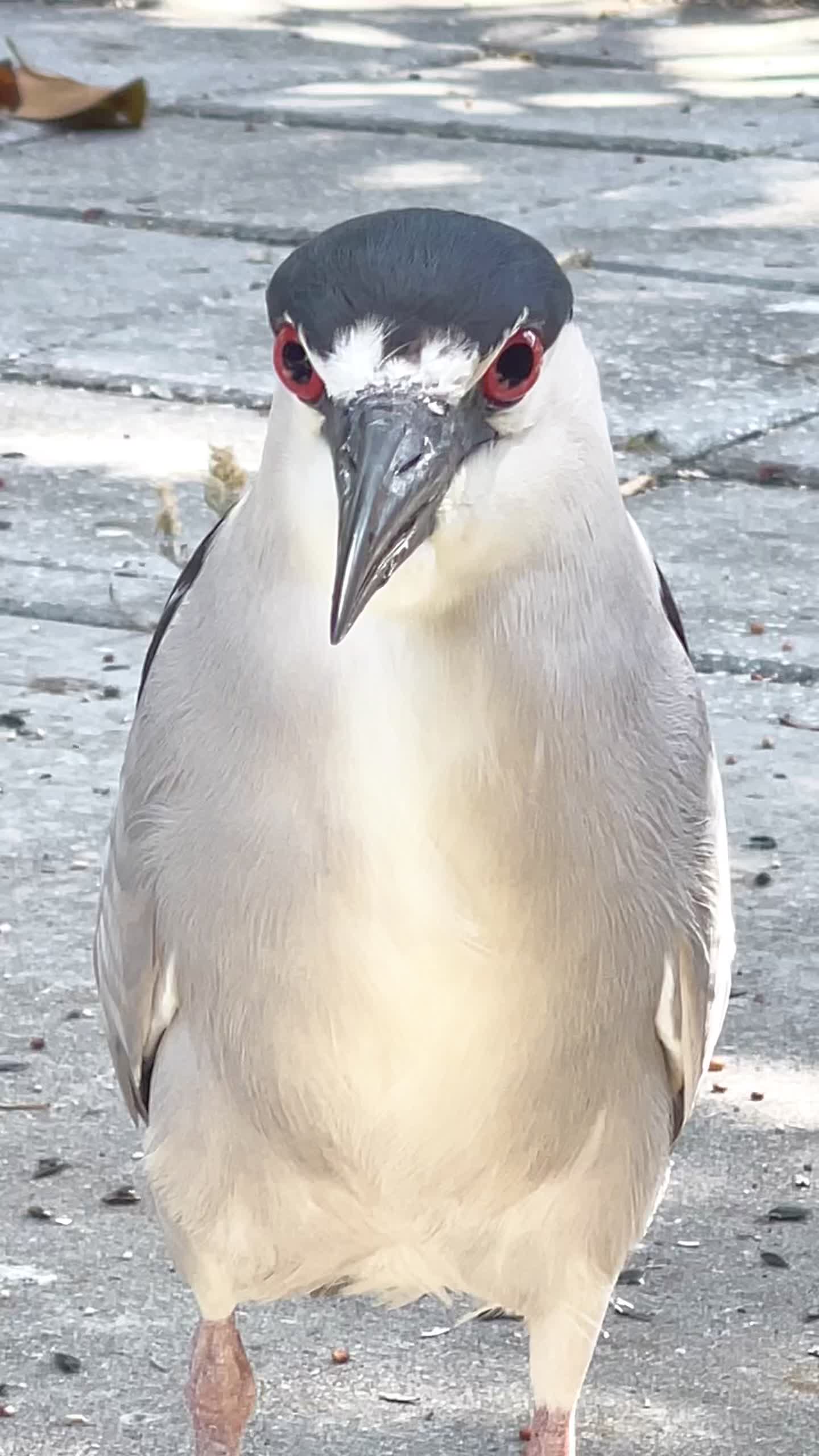 @Florida-wildlife