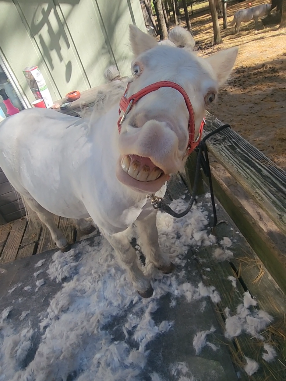 @minihorsemomandtrainer🐴🐴🐴🐴