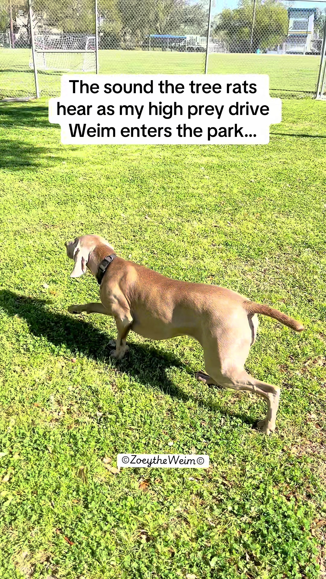 @Zoey the Weim