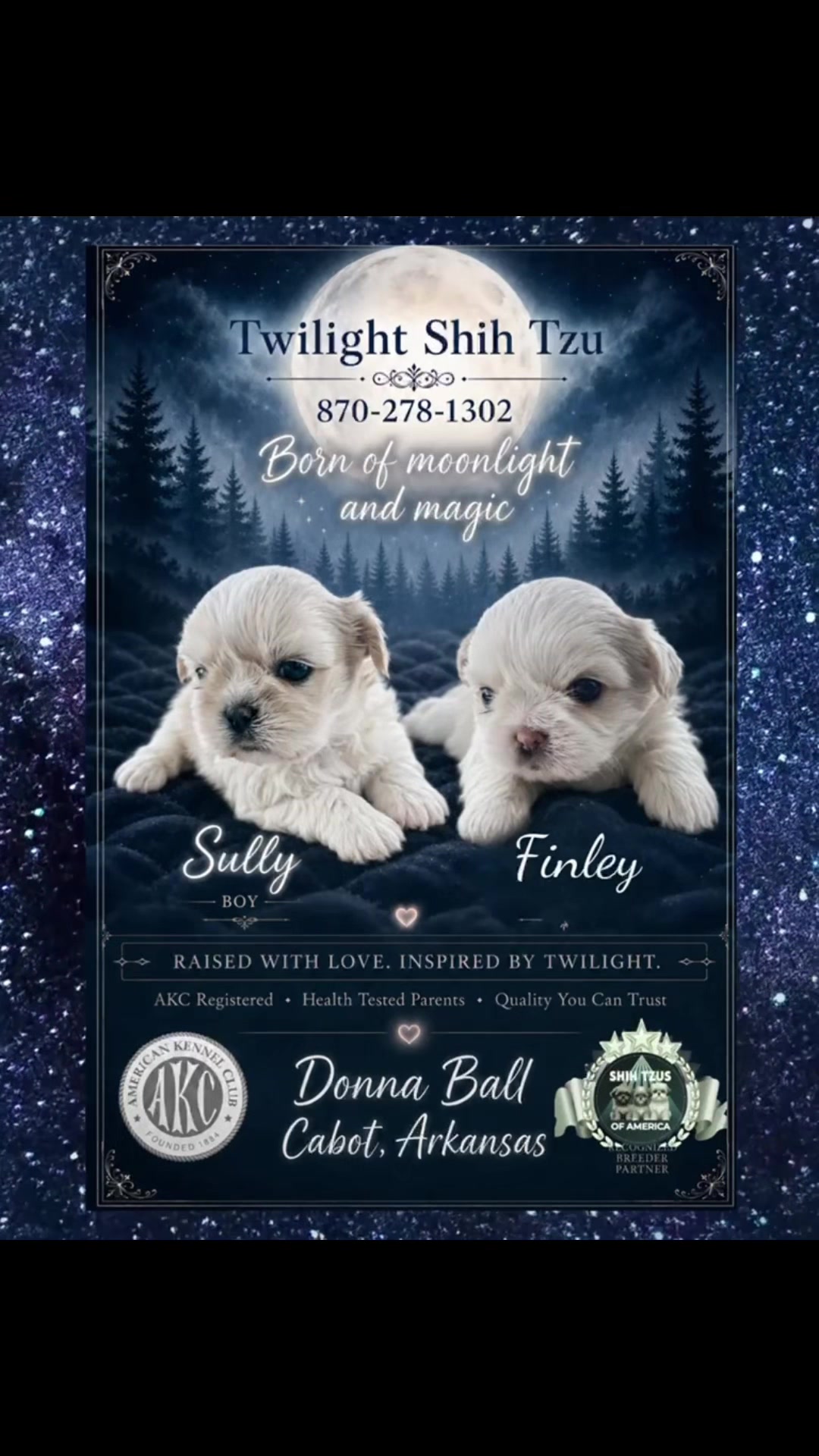 @Twilight Shih Tzu