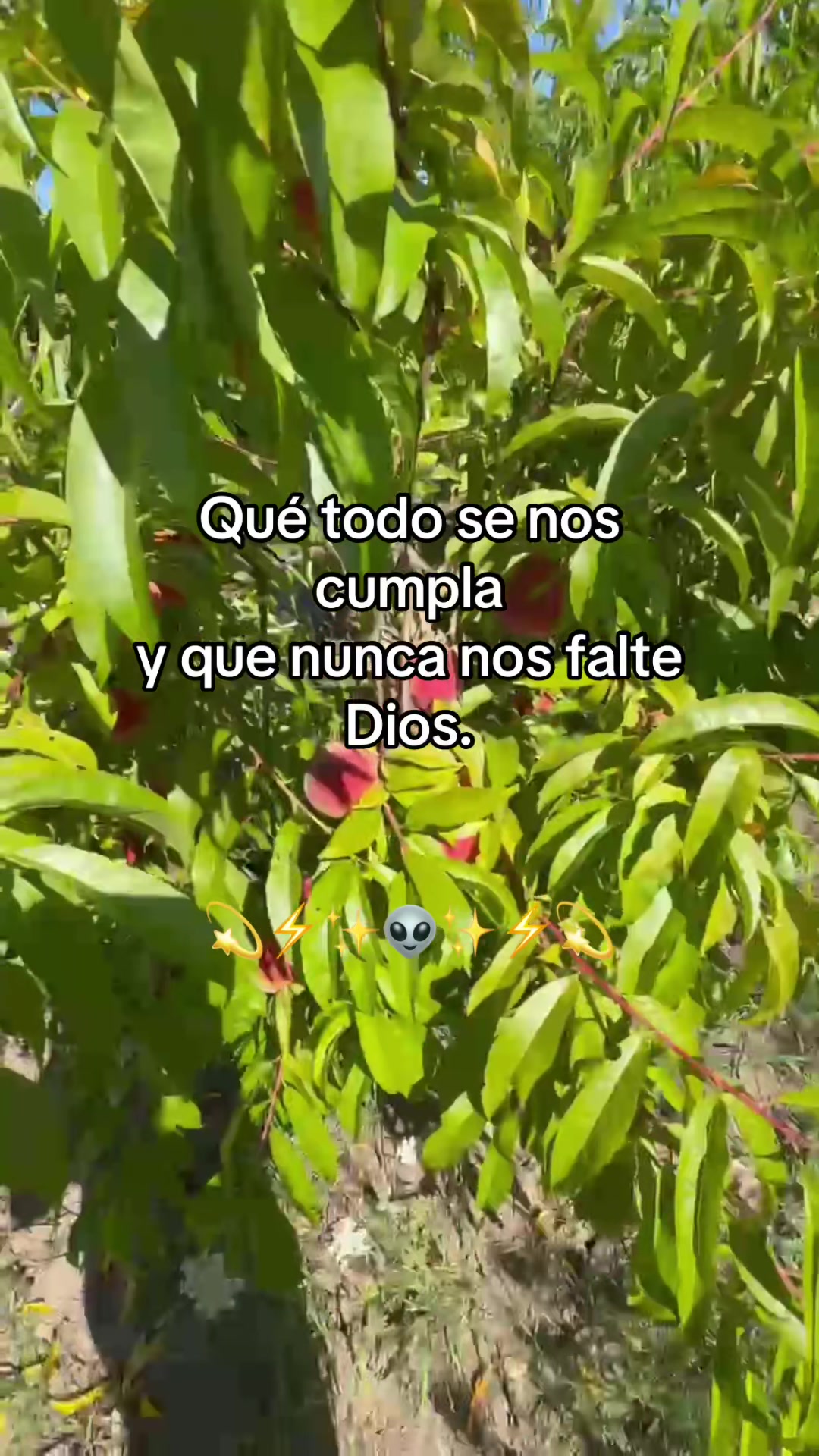 @⚜️✨🪗pablocarbajal63🪗🔱👑🦾🦍