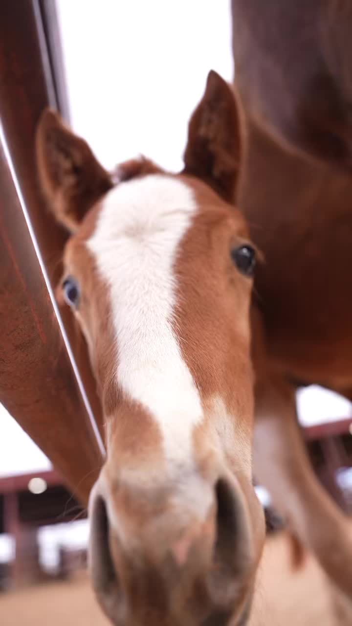 @Horses TikTok