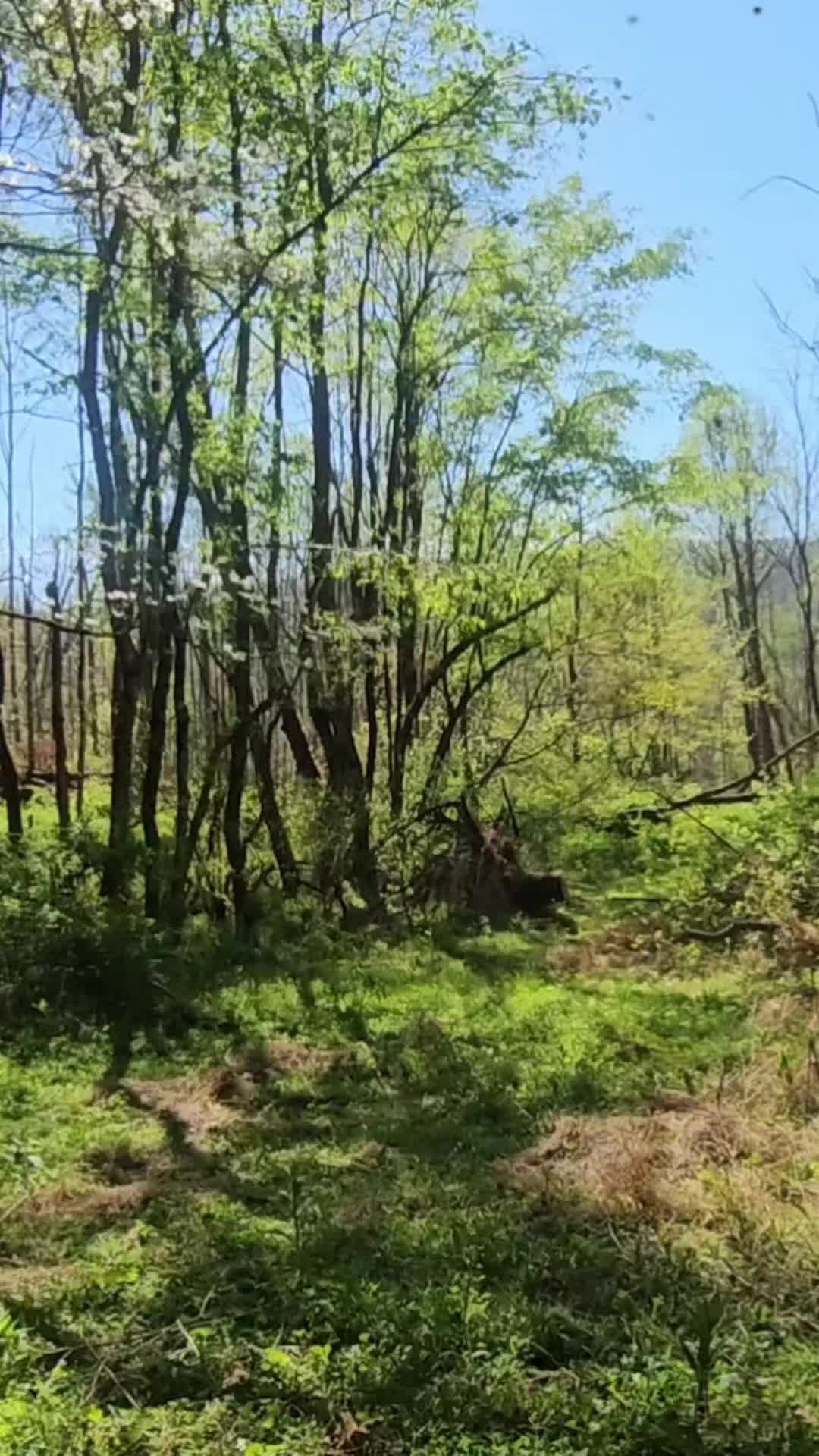 @AppalachiaMntCrone