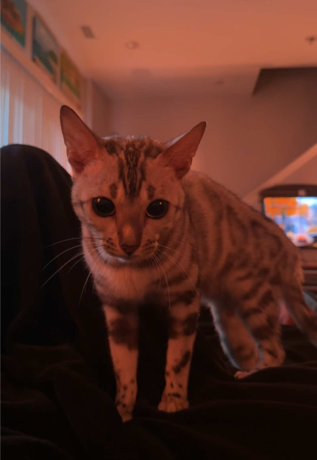 @Sagethebengal