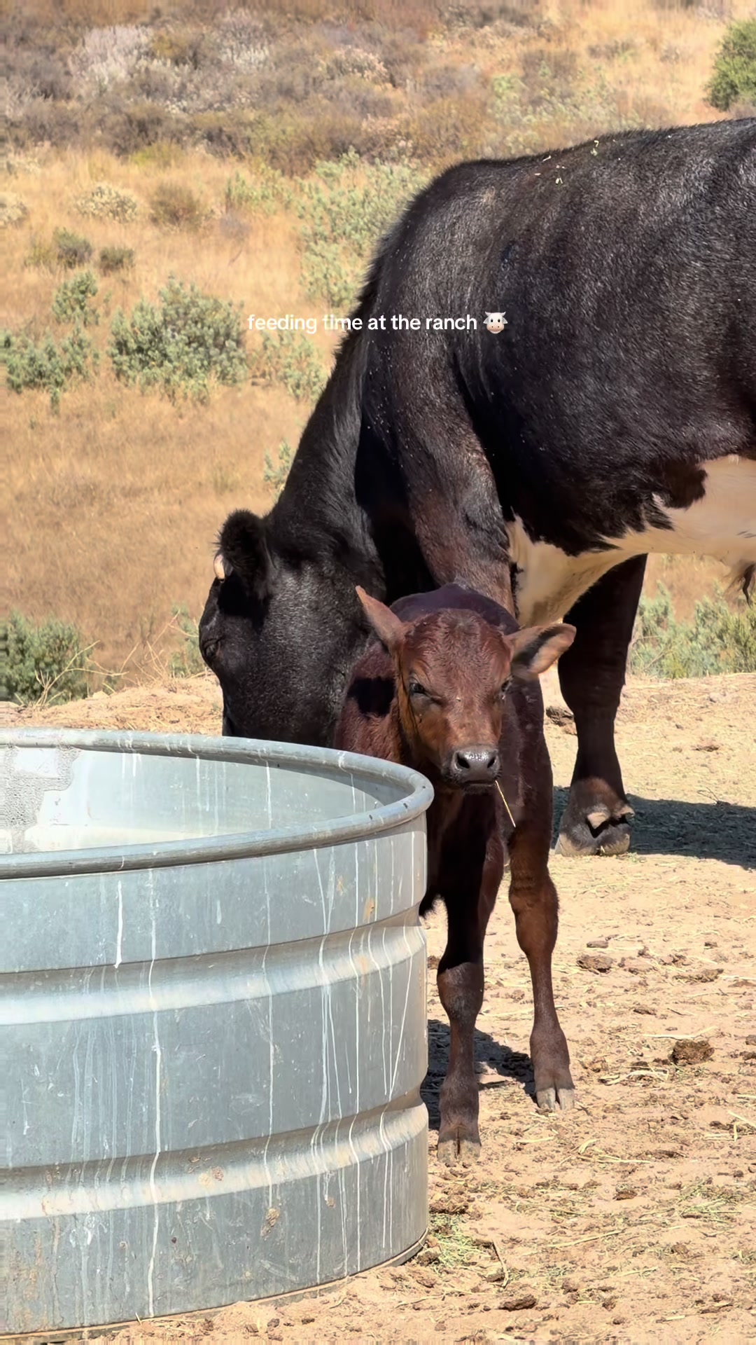 @hvrcattle
