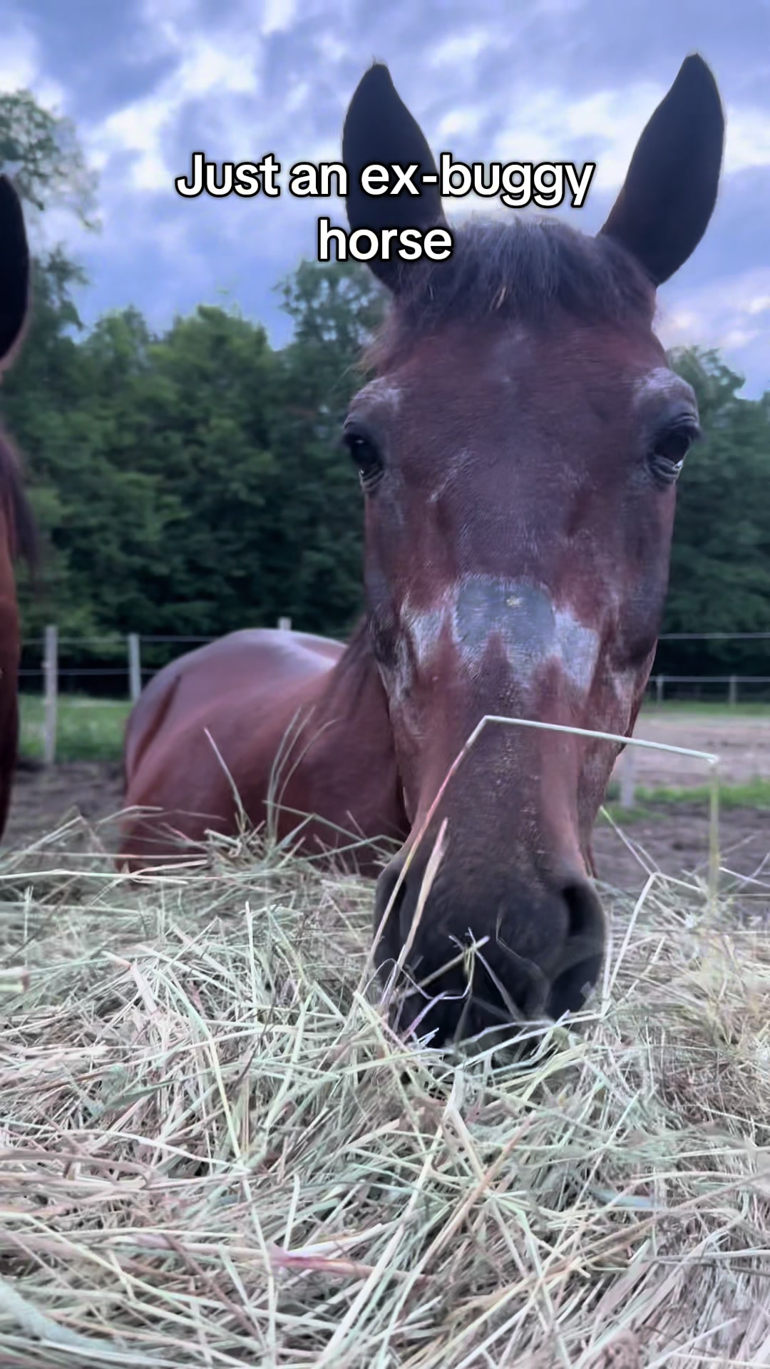 @NWPA Equine Sanctuary