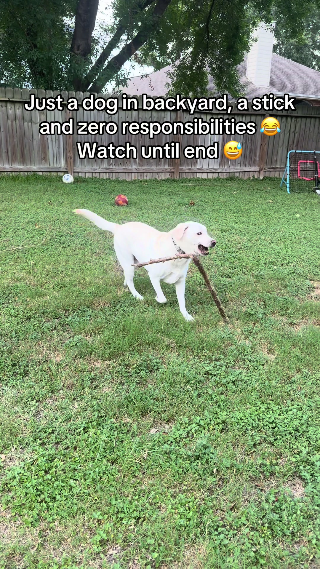 @Buddy_the_lab