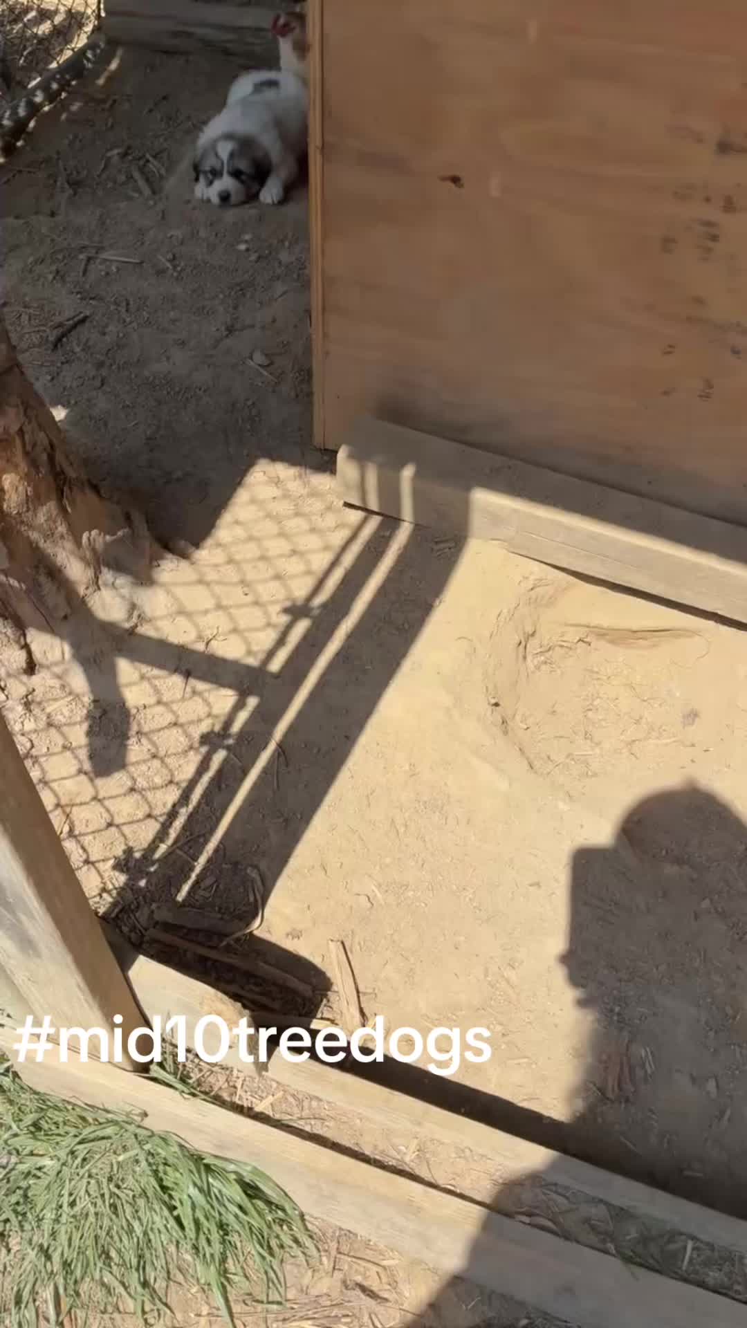 @mid10treedogs