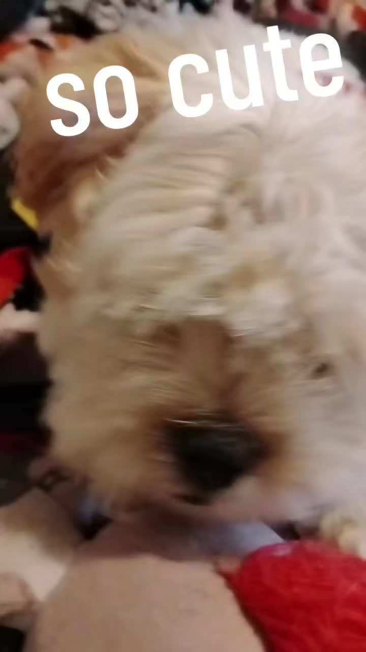 @puppet master