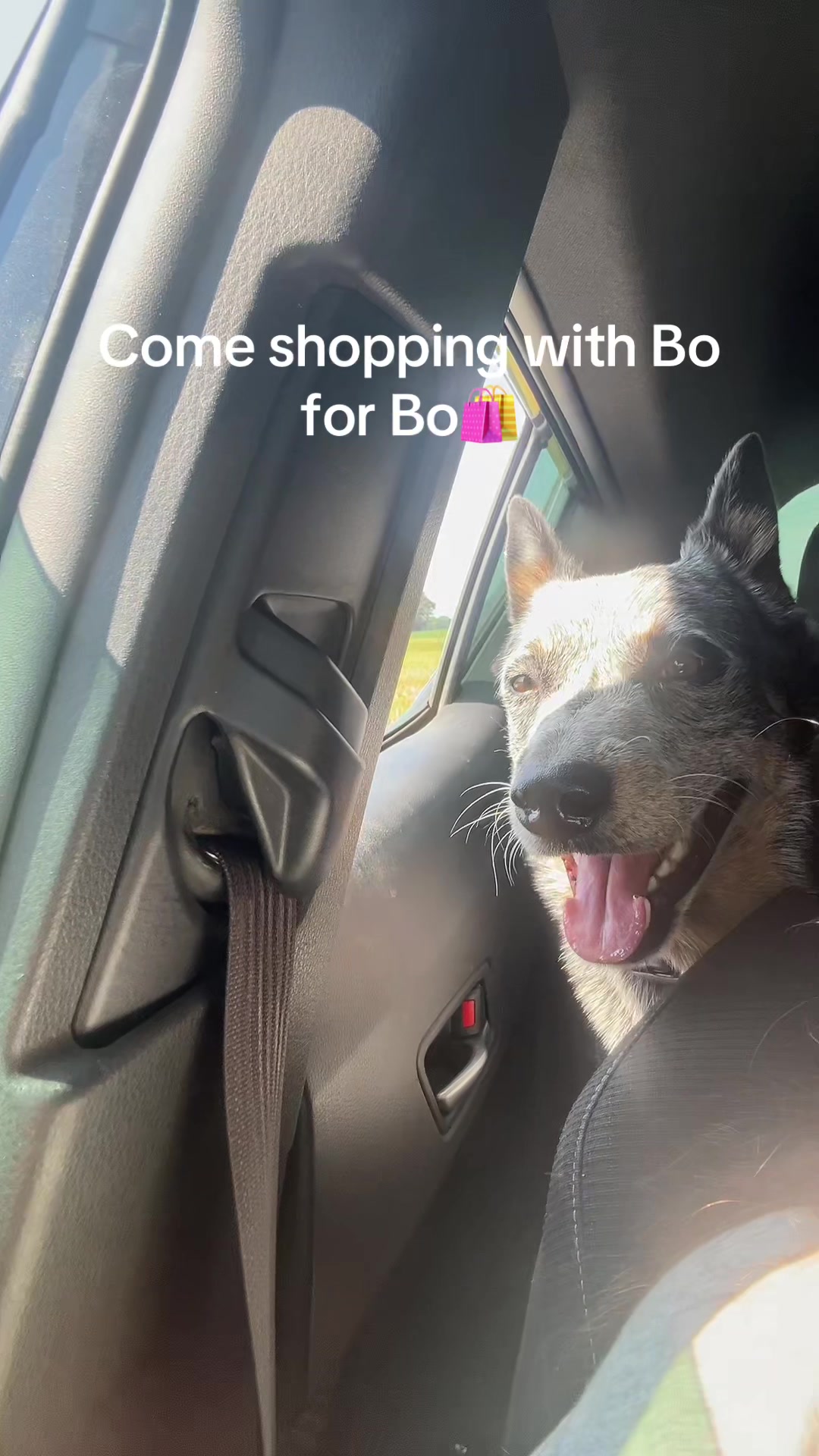 @Life With Bo