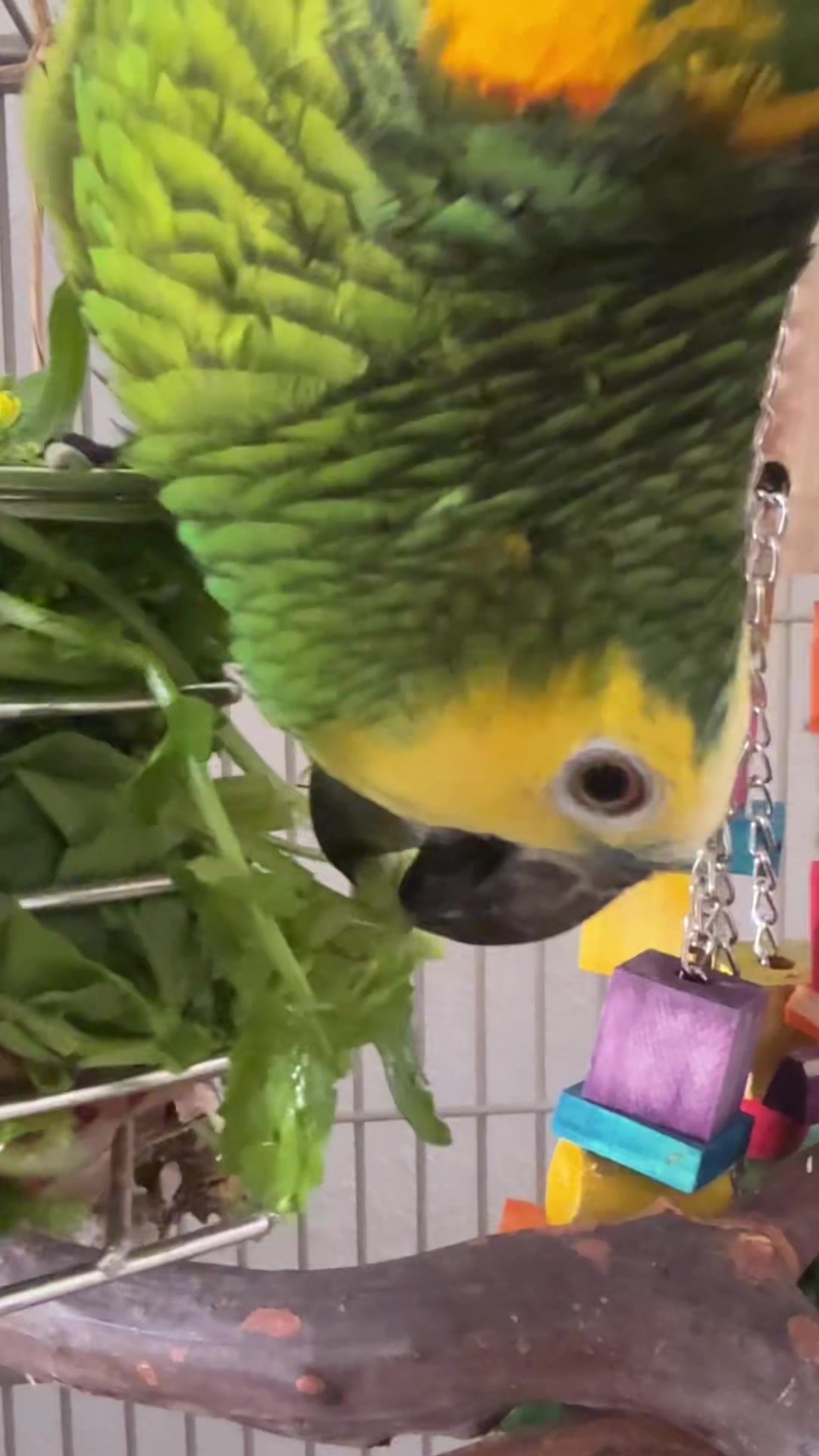 @imforthebirds