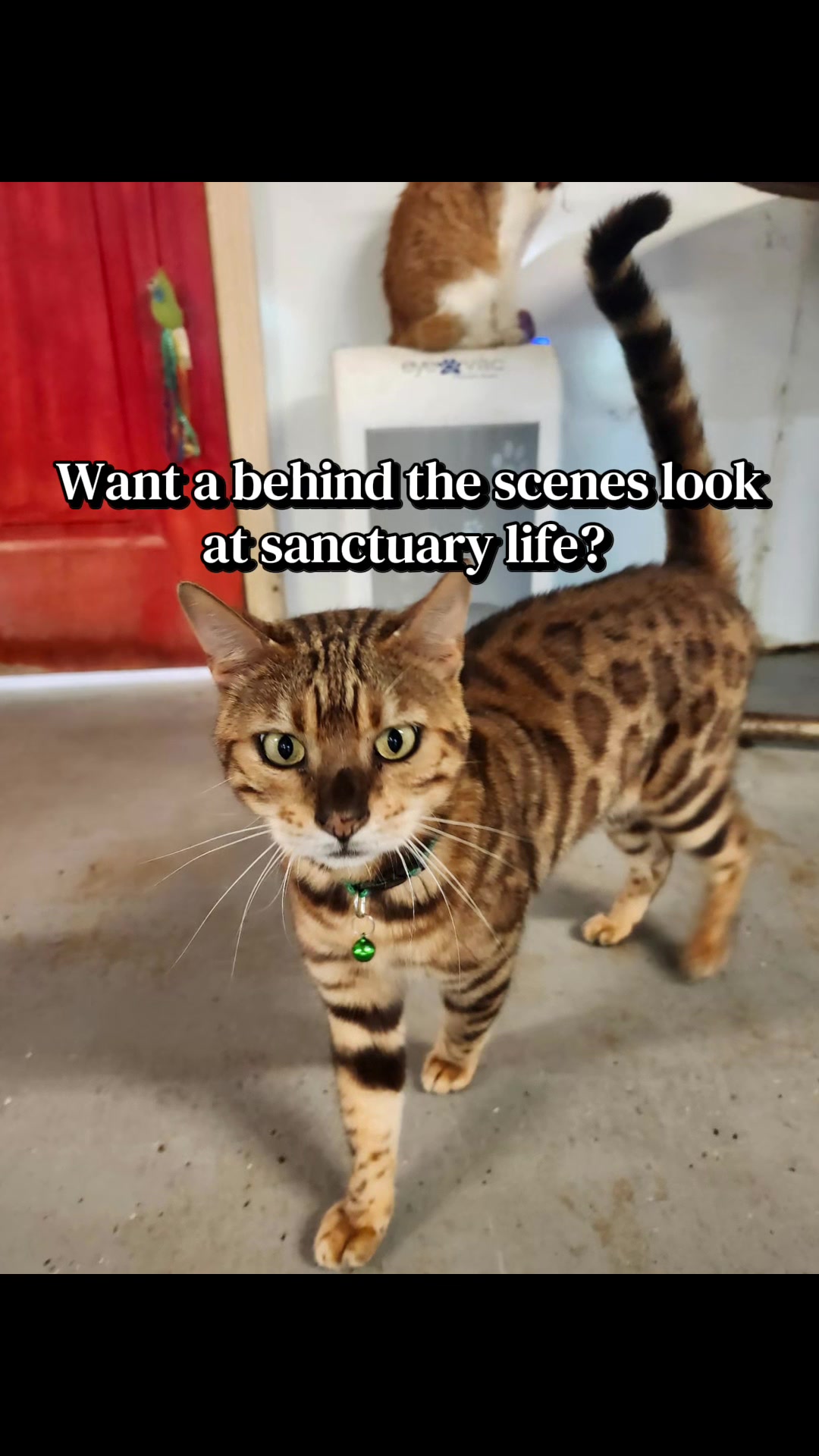 @Cedarhill Animal Sanctuary