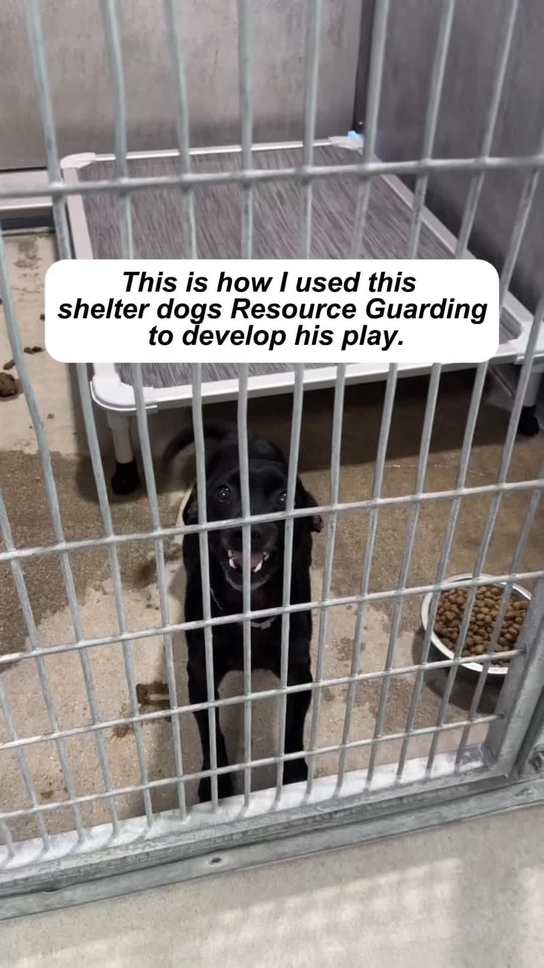@forthedogs