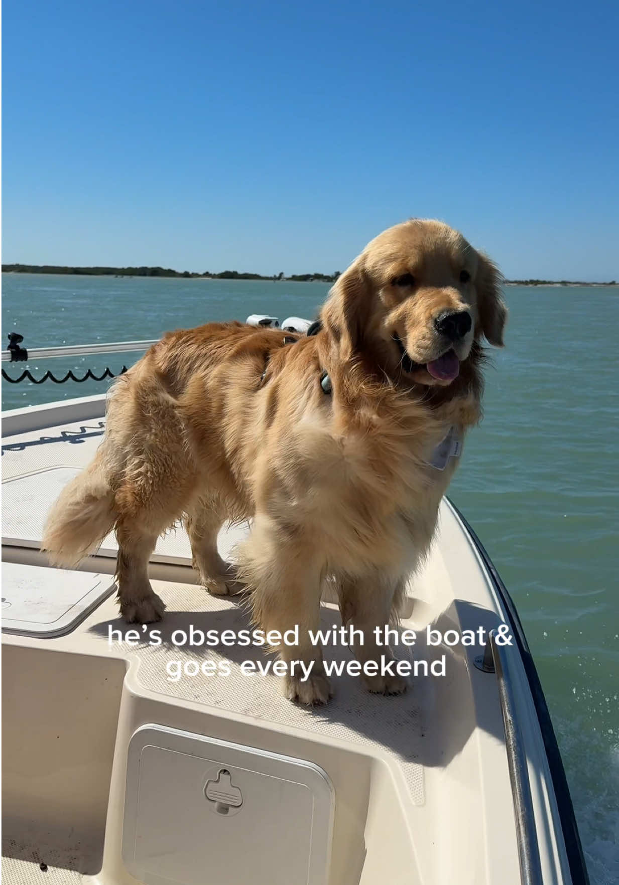 @reef the golden