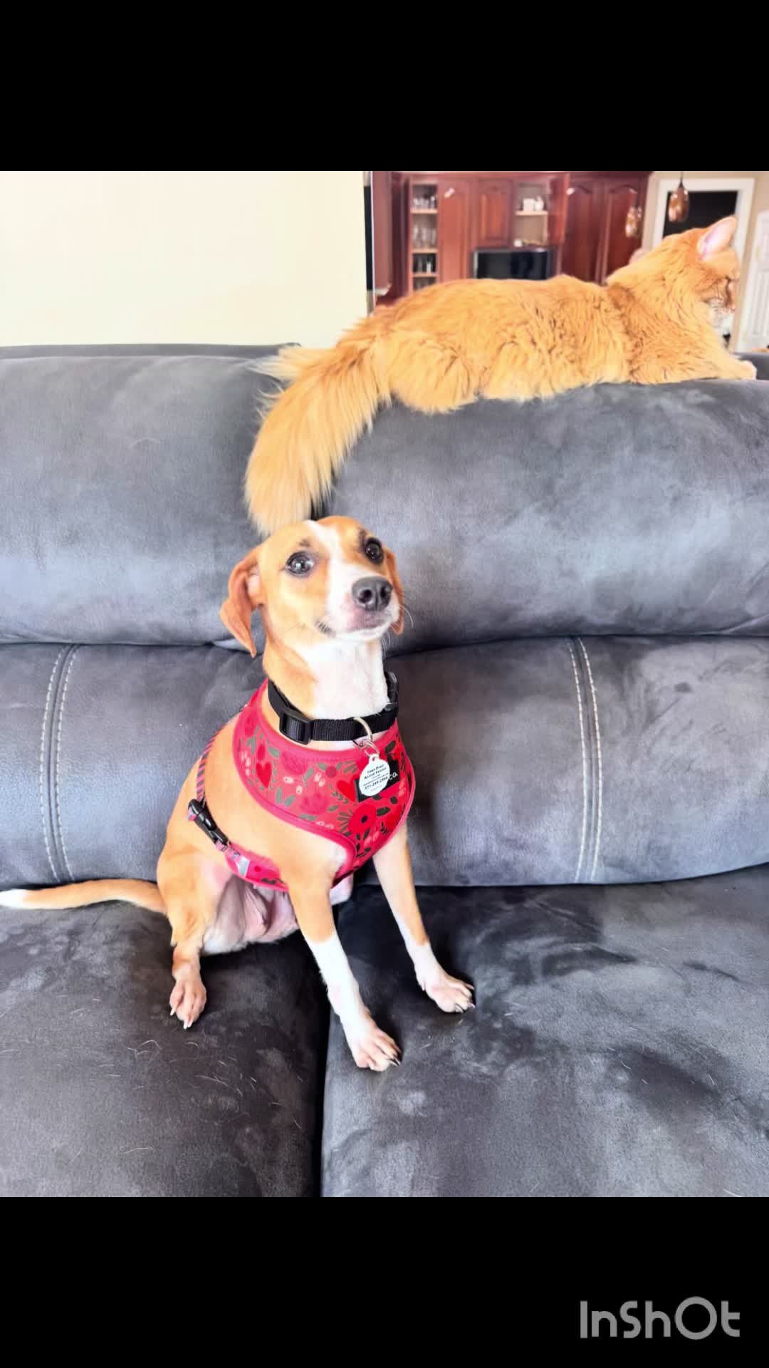 @Paws Deep Animal Rescue