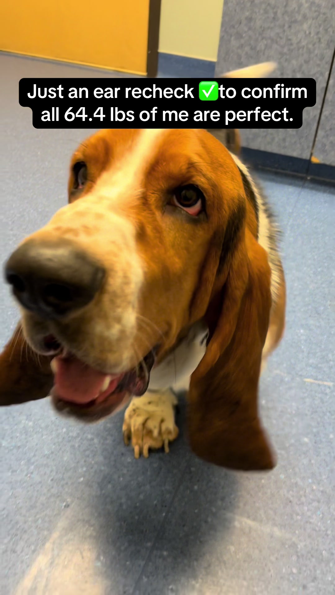 @Chuck Bass The Basset Hound