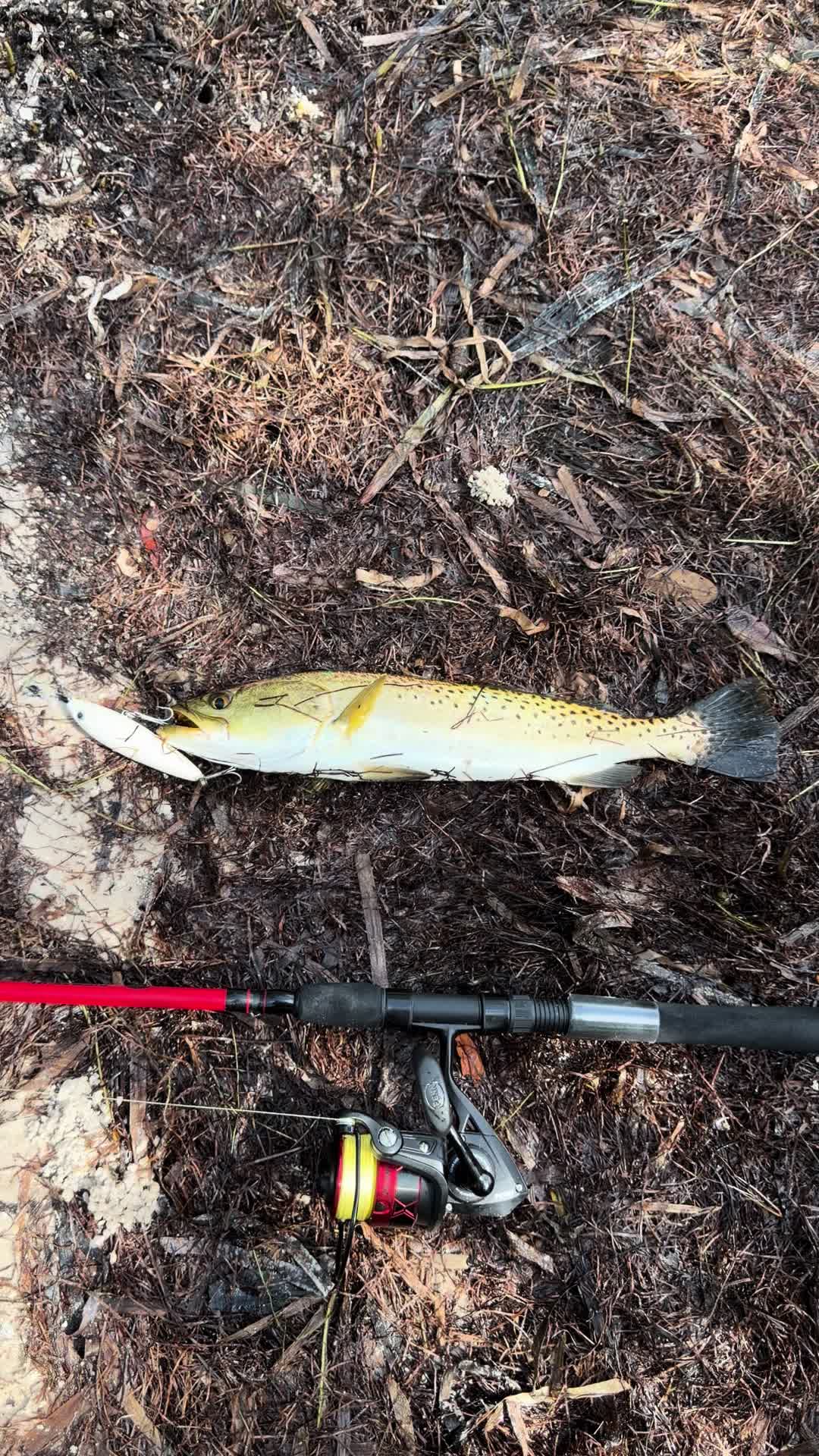 @Gotitfishing