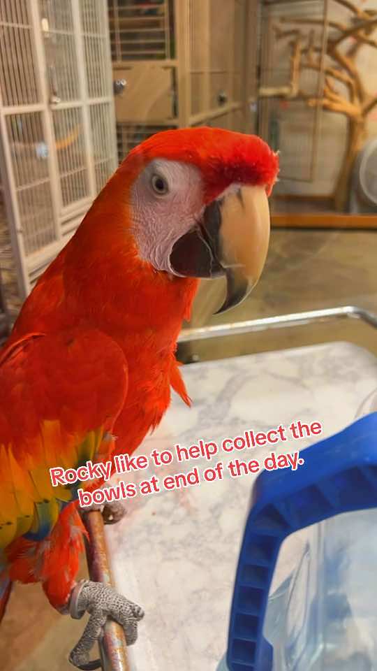 @CrystalParrot🦜💜🦜🍪🍨