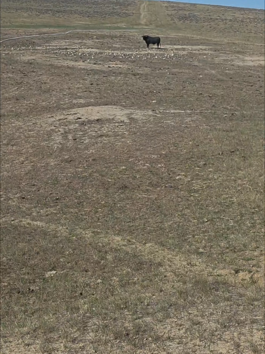 @wyomingrancher