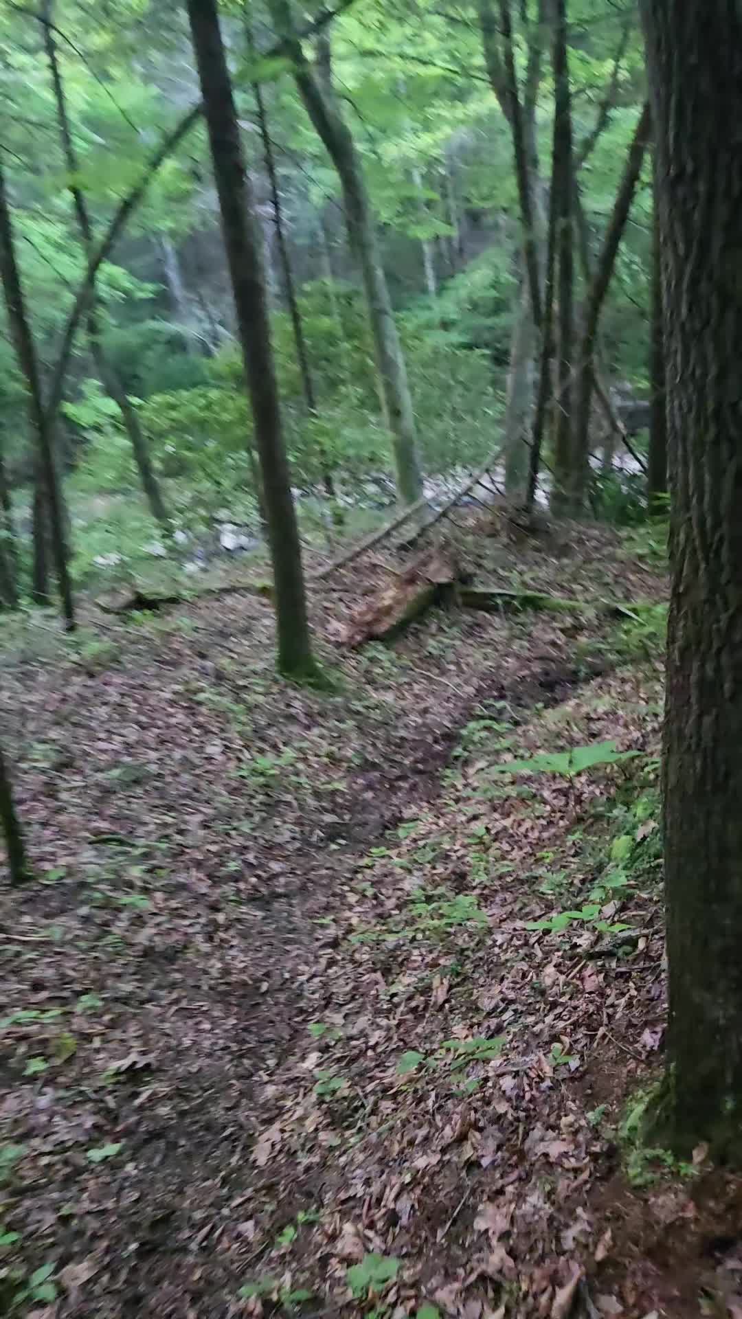 @crosseyedcattle
