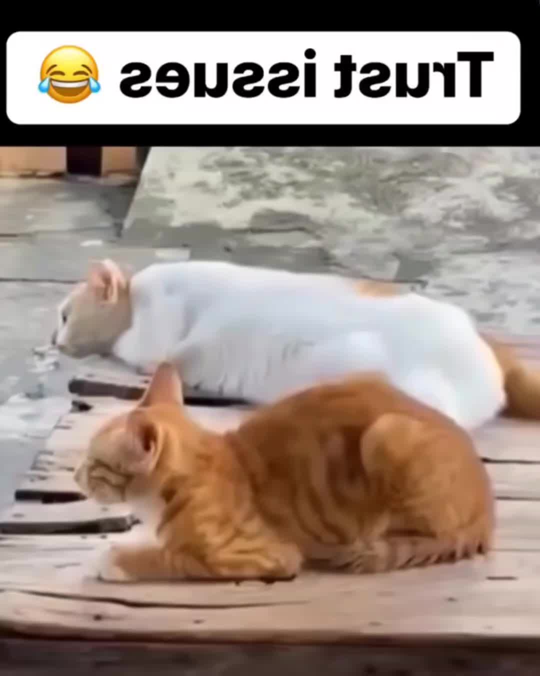 @White cat
