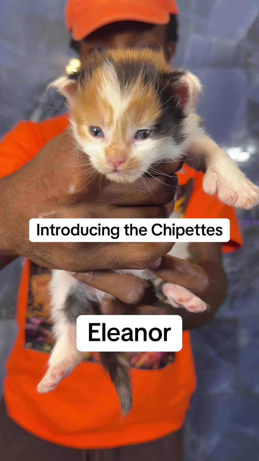 @Tycoon_Mainecoons