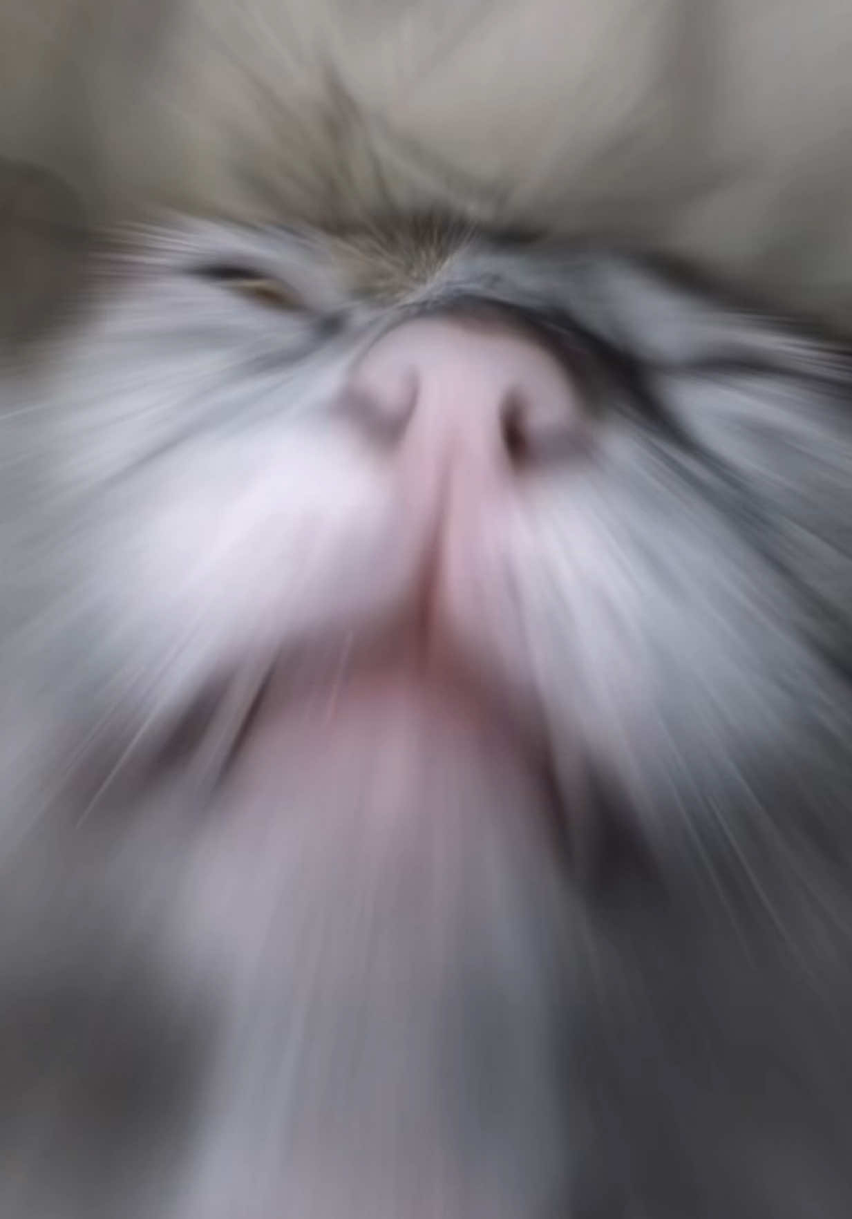 @oopygooper