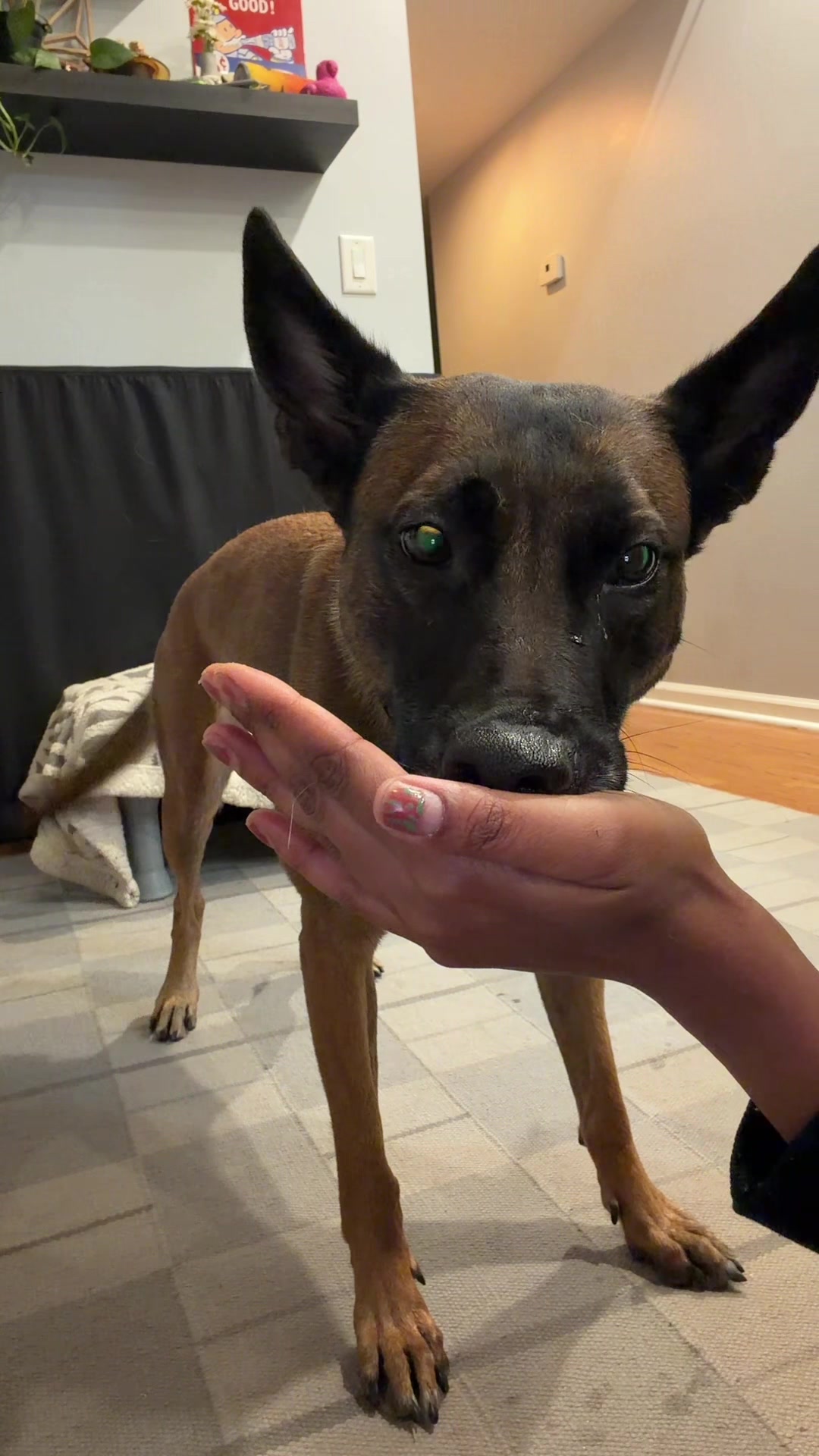 @dogstrainjen