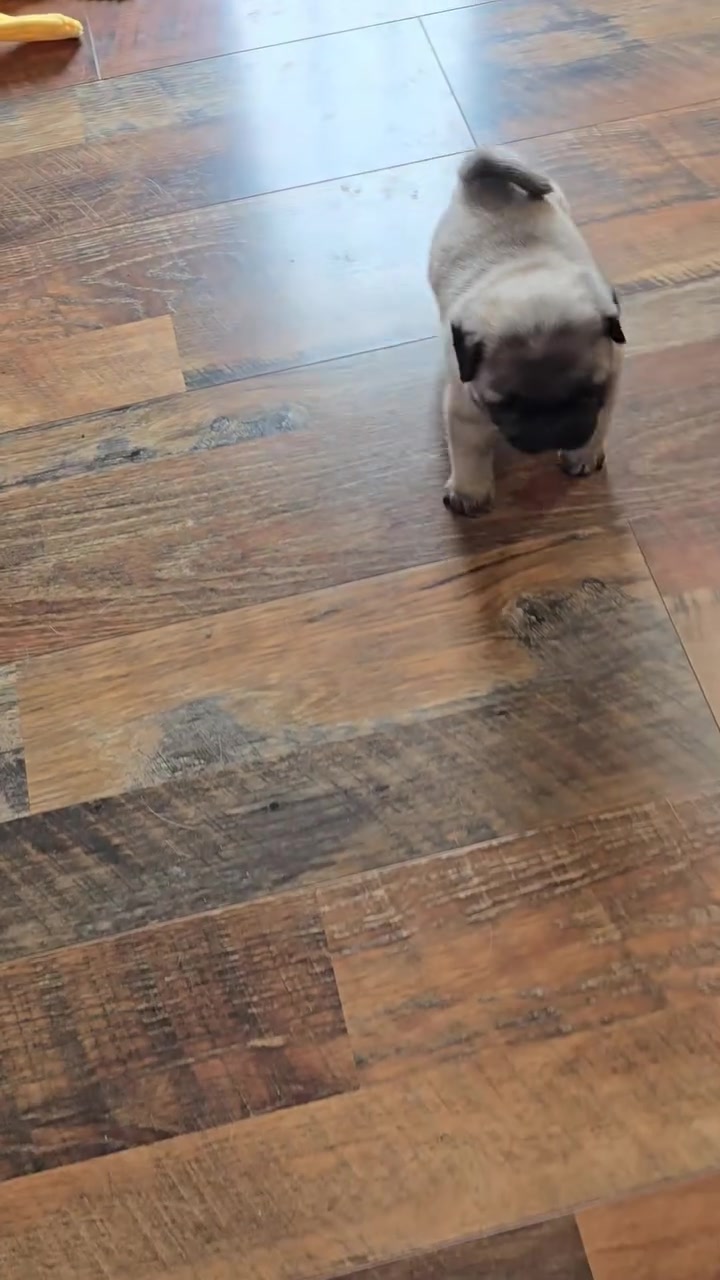 @Pug Puppies world 🐶❤️