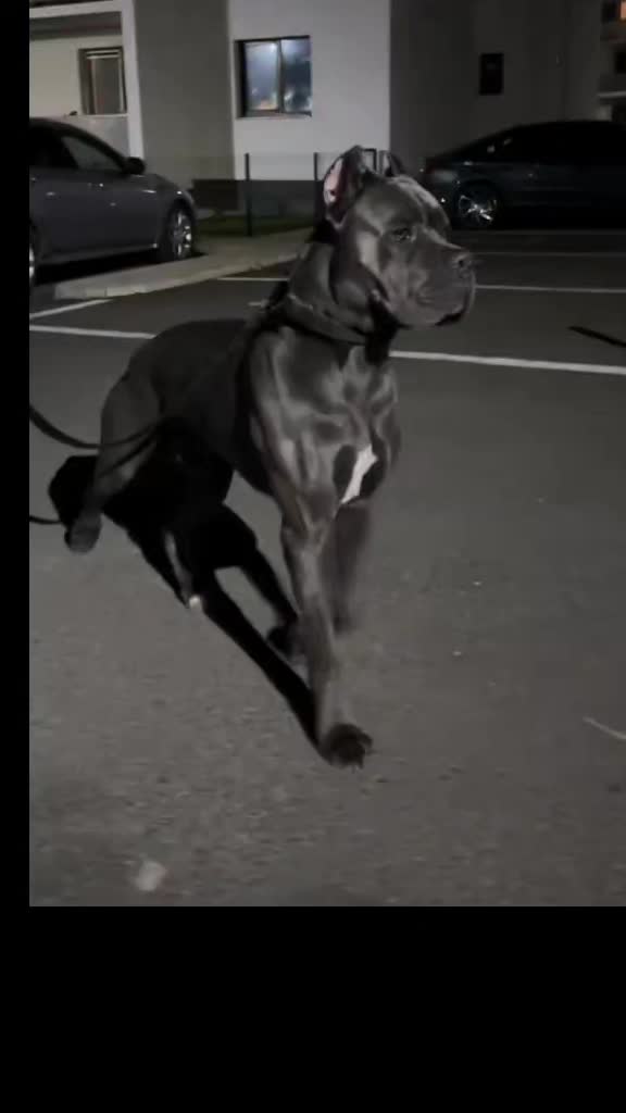 @Cane Corso For Adoption
