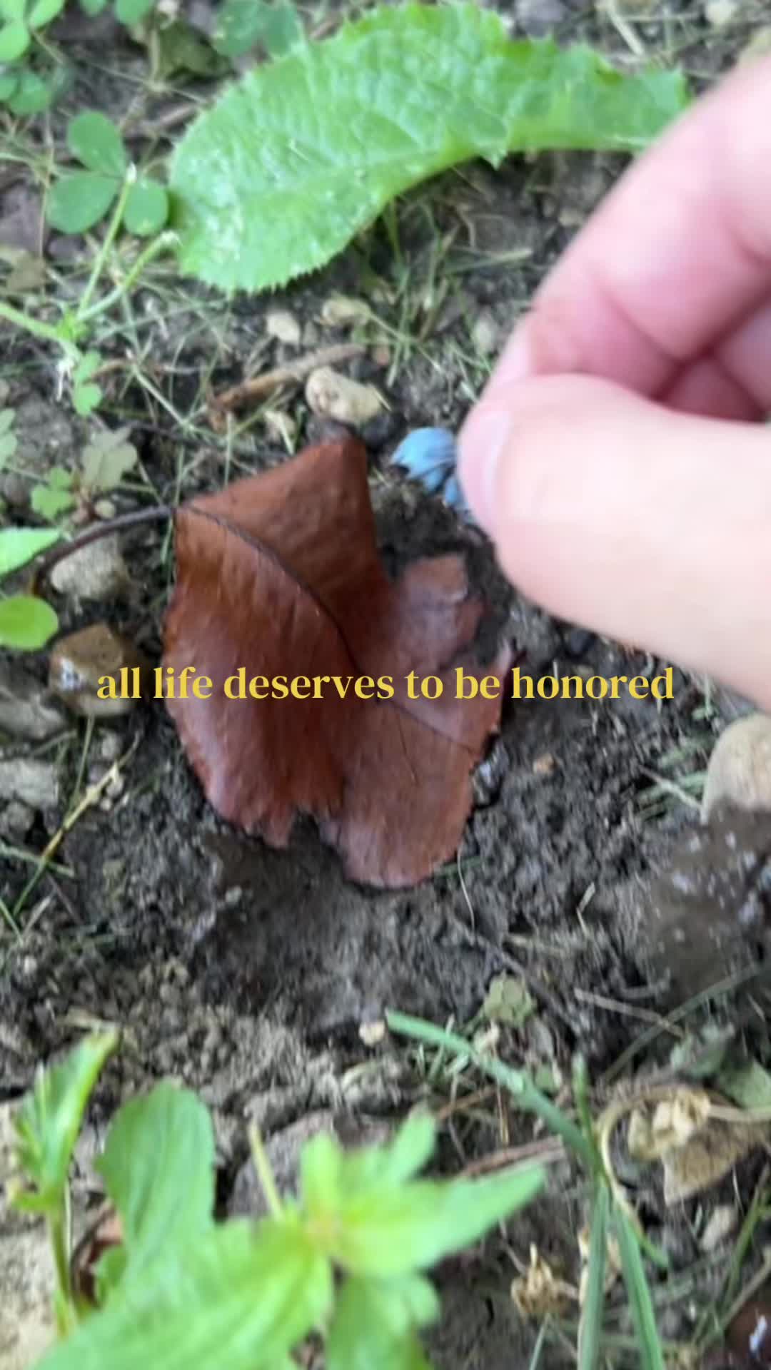 @dillpicklepeanuts