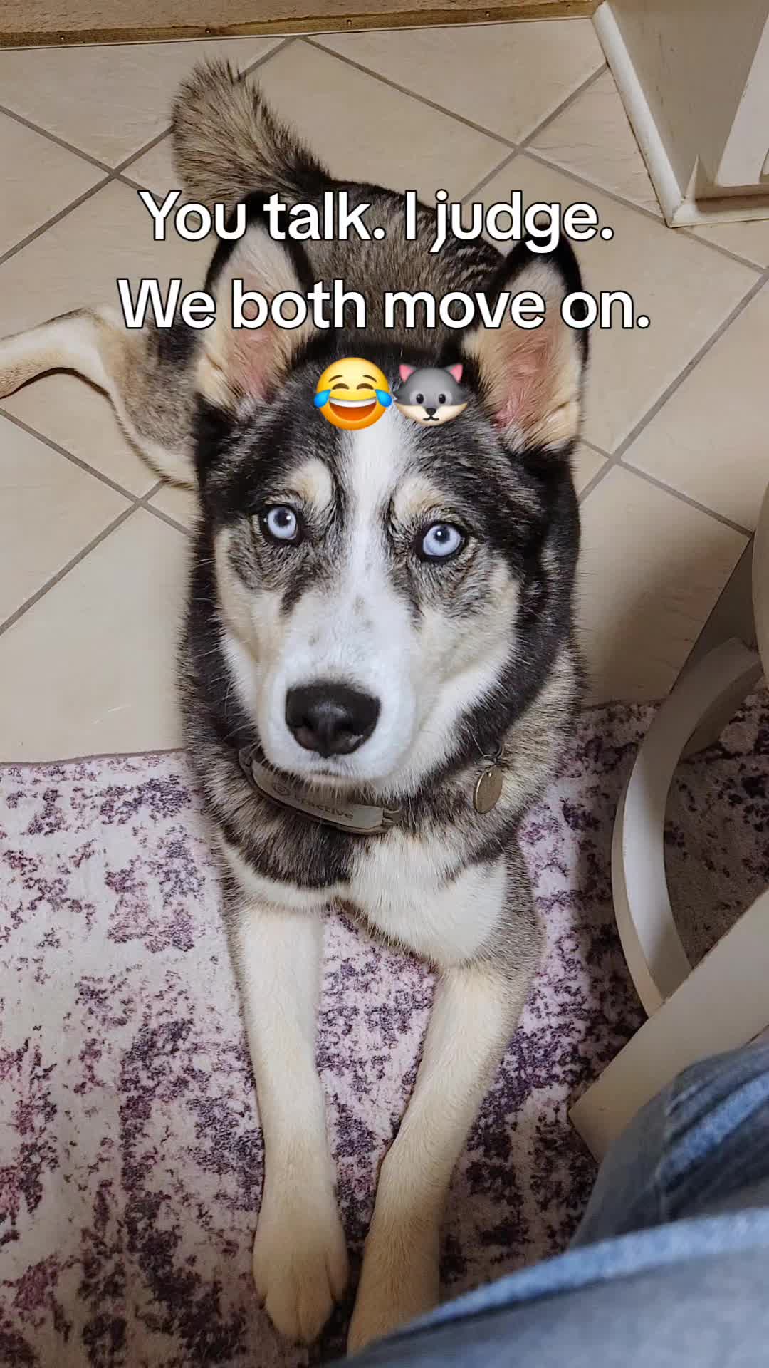 @the Hussey Husky