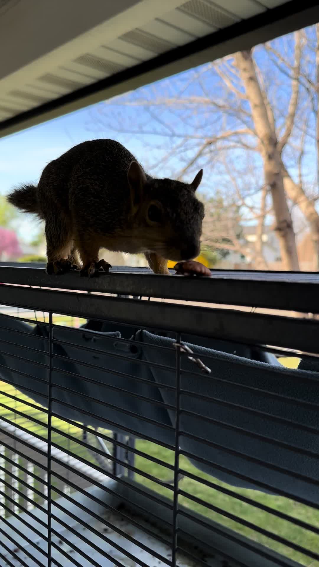 @Squirrel Guy