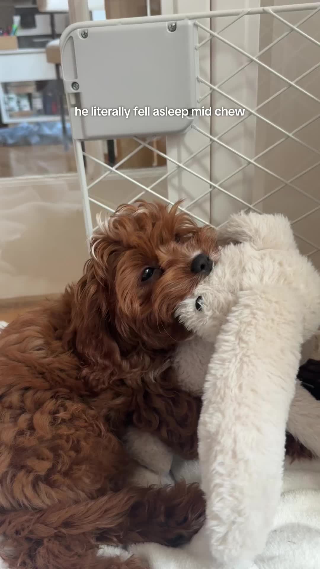 @lennie 🐶