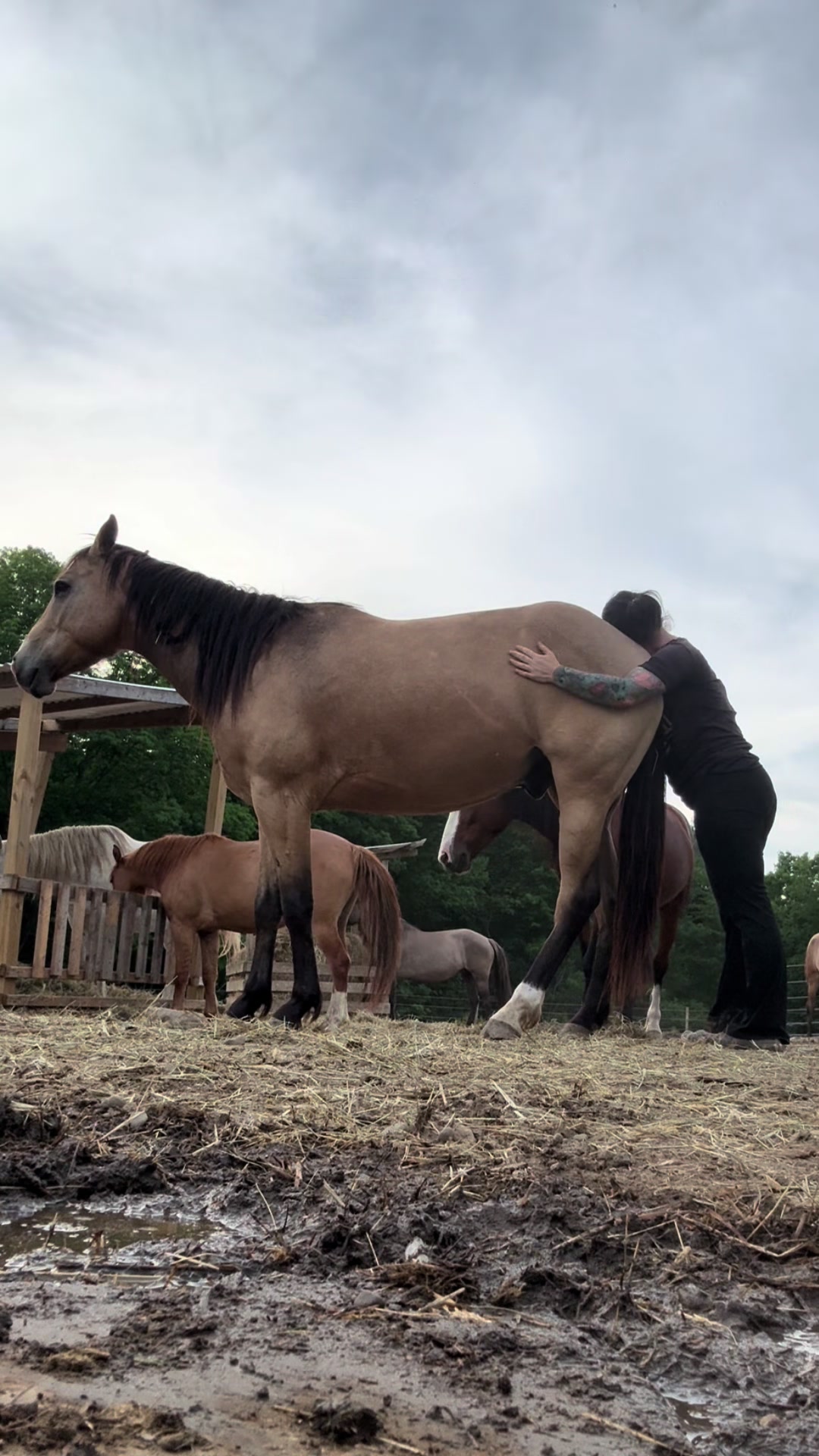 @NWPA Equine Sanctuary