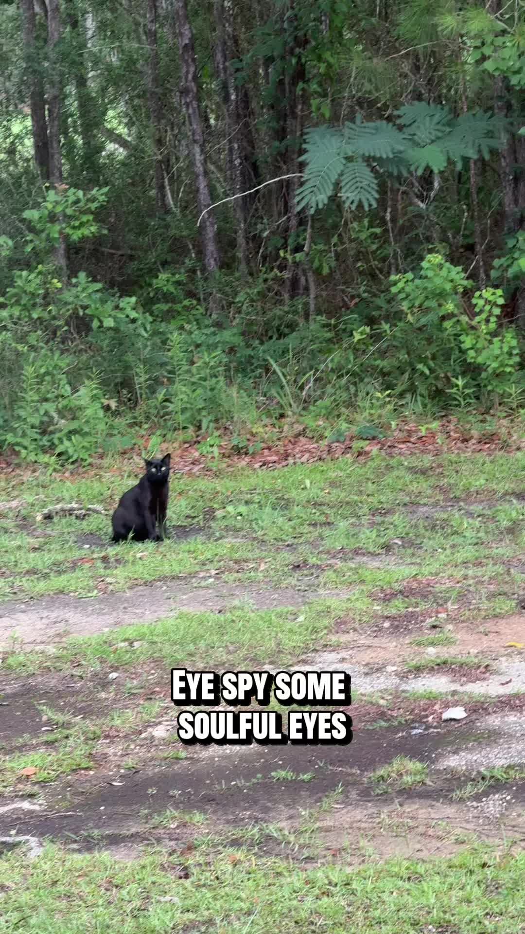 @Shiva The Forest Cat