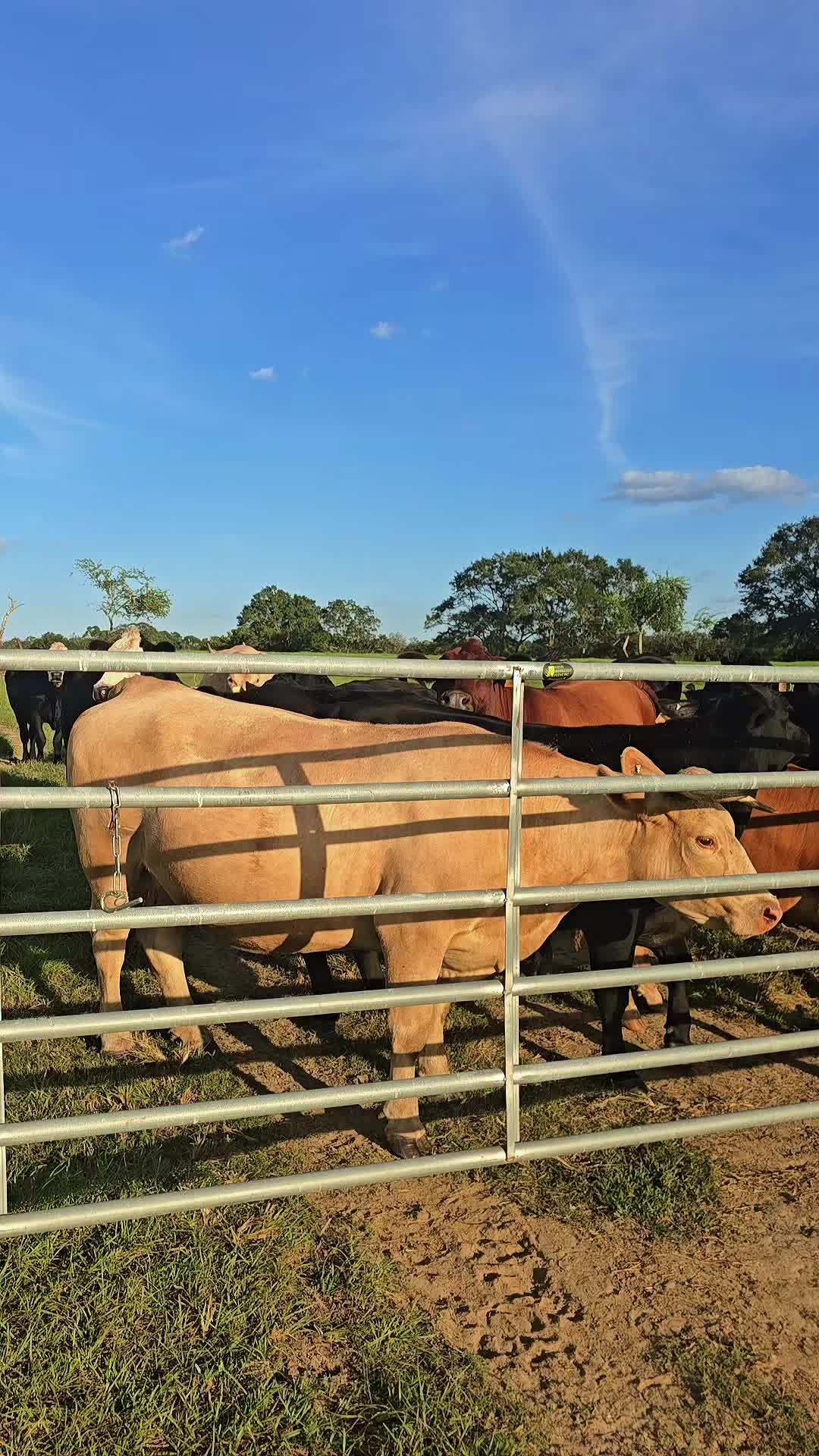 @M.I. CATTLE CO.