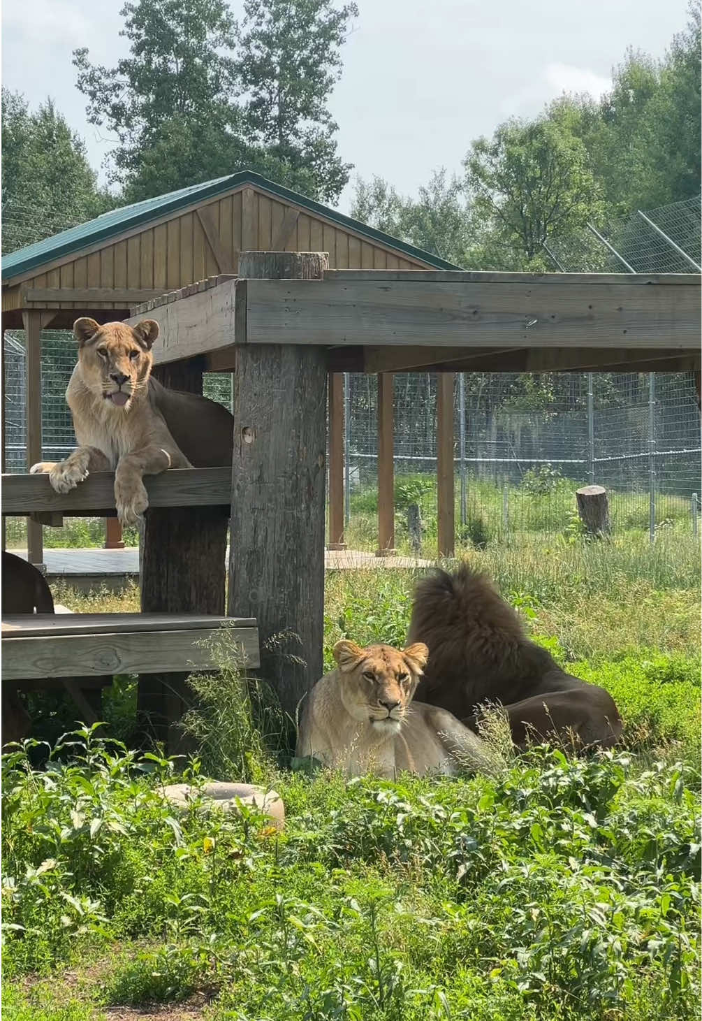 @The Wildcat Sanctuary