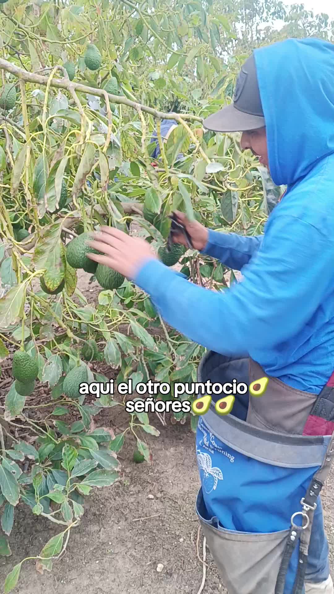 @los puntocios 🥑🍋🍊🤙🤙