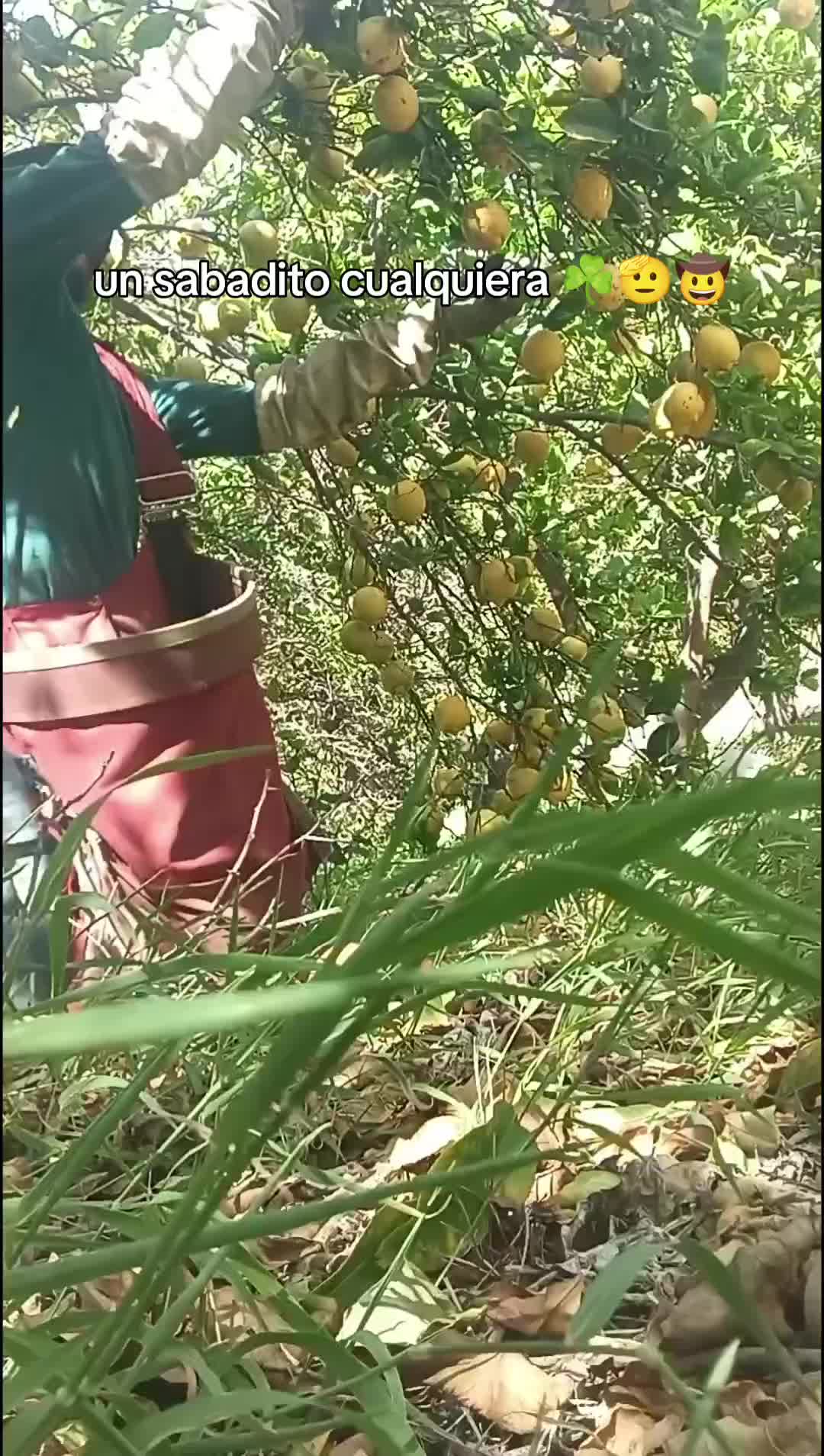 @los puntocios 🥑🍋🍊🤙🤙