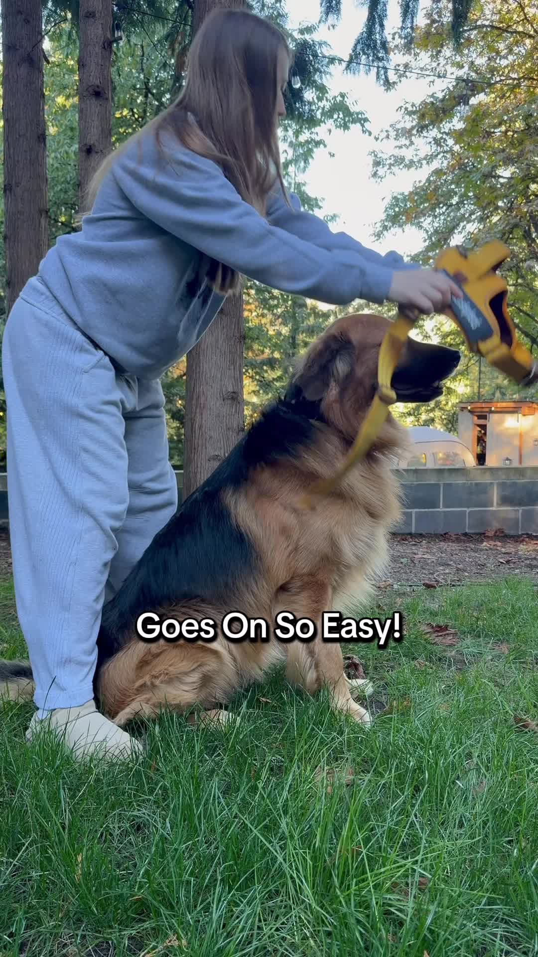 @lifewithgoldenshepherds