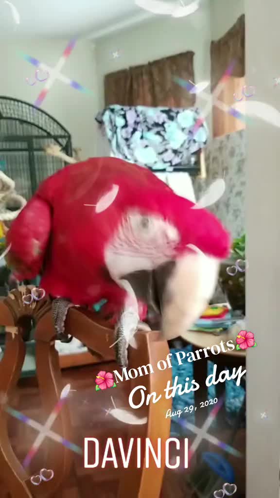 @🦋🇵🇷Mom of Parrots🇵🇷🦋