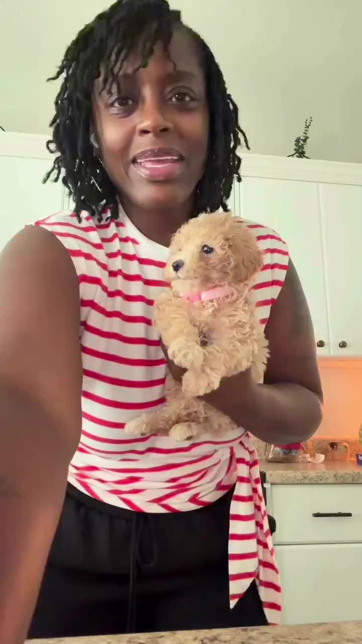 @Shortcake_kennel_2
