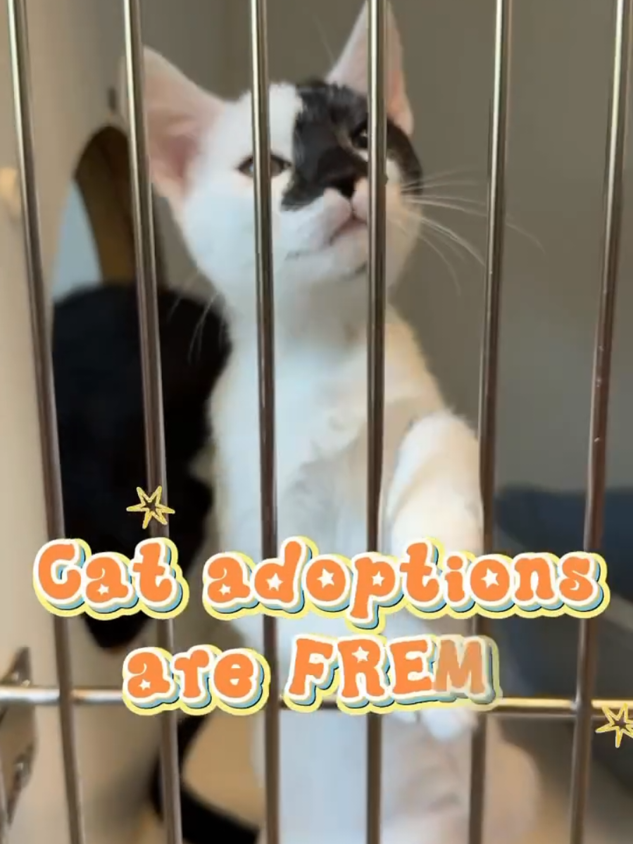 @Oakland Animal Services