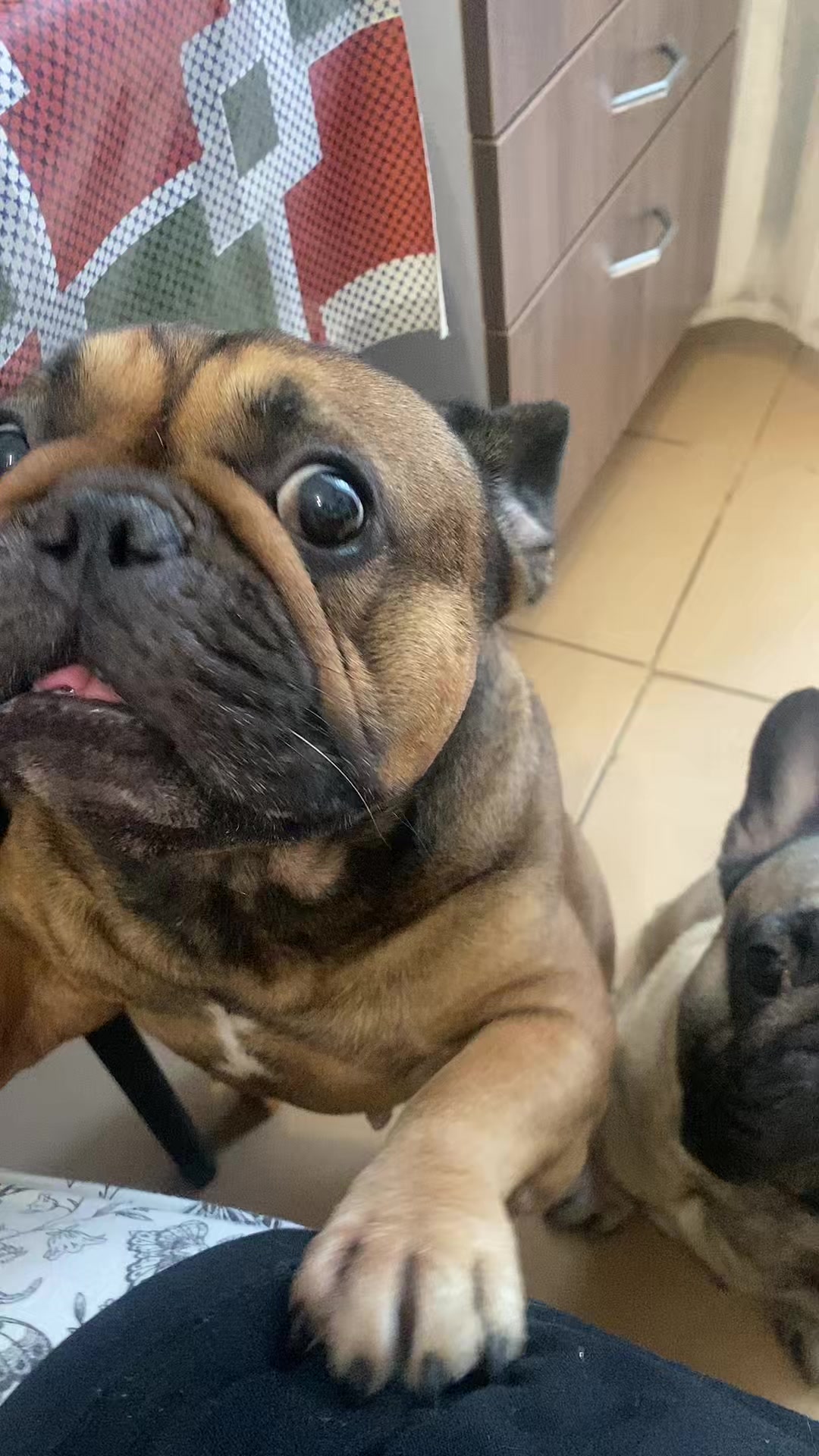@_holly_bulls_
