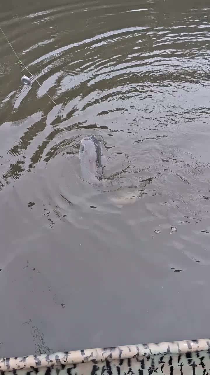 @Gator