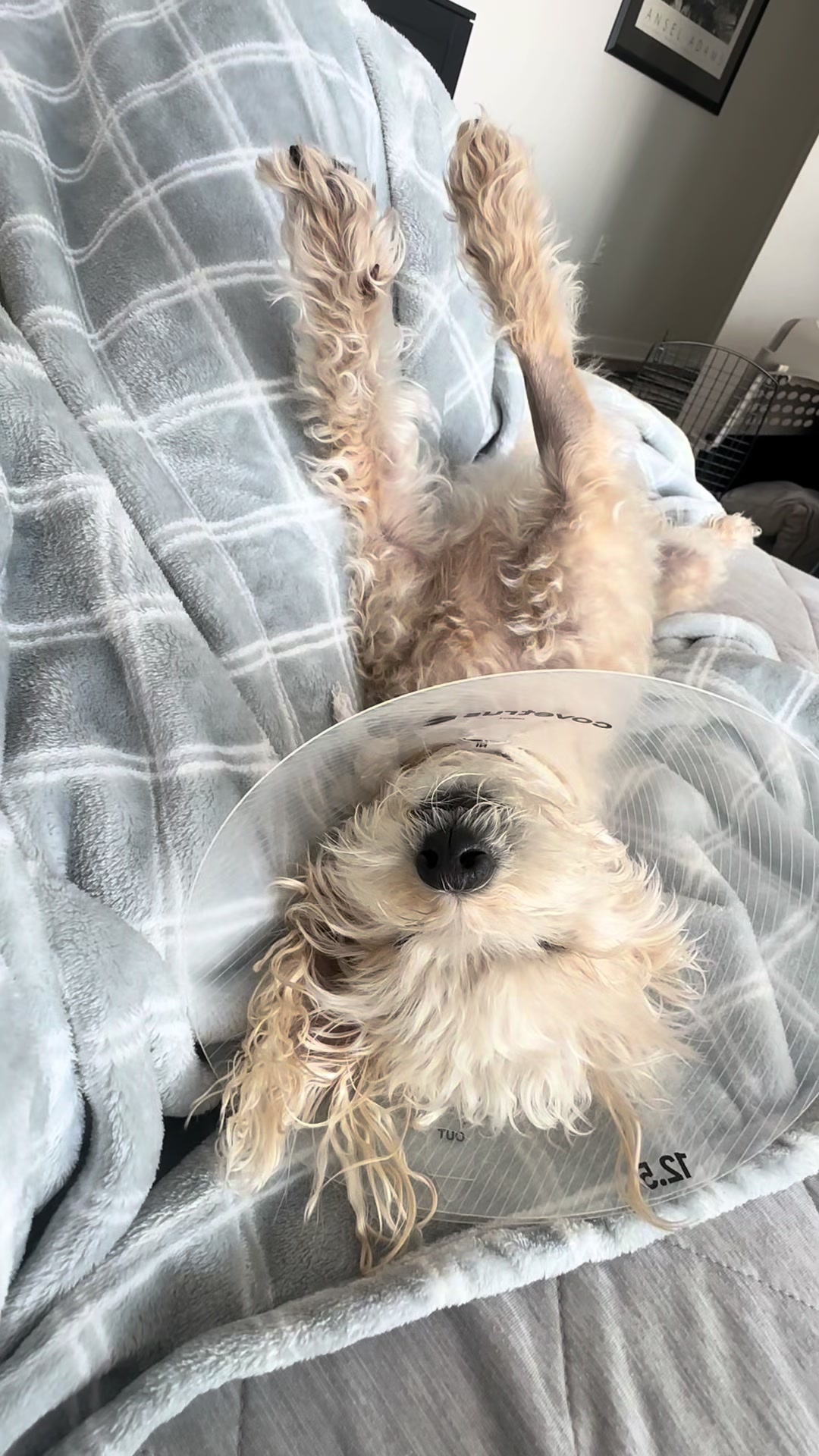 @He Was A PoodleBoi