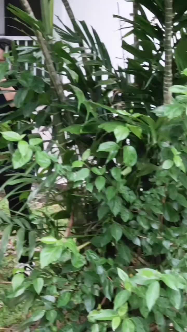 @Aisyahkakak Sado88